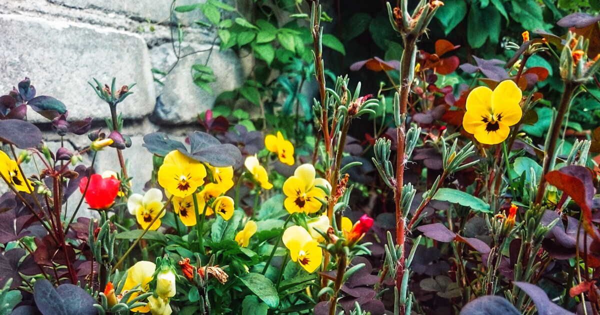 Célébrez l'été avec ces fleurs comestibles savoureuses