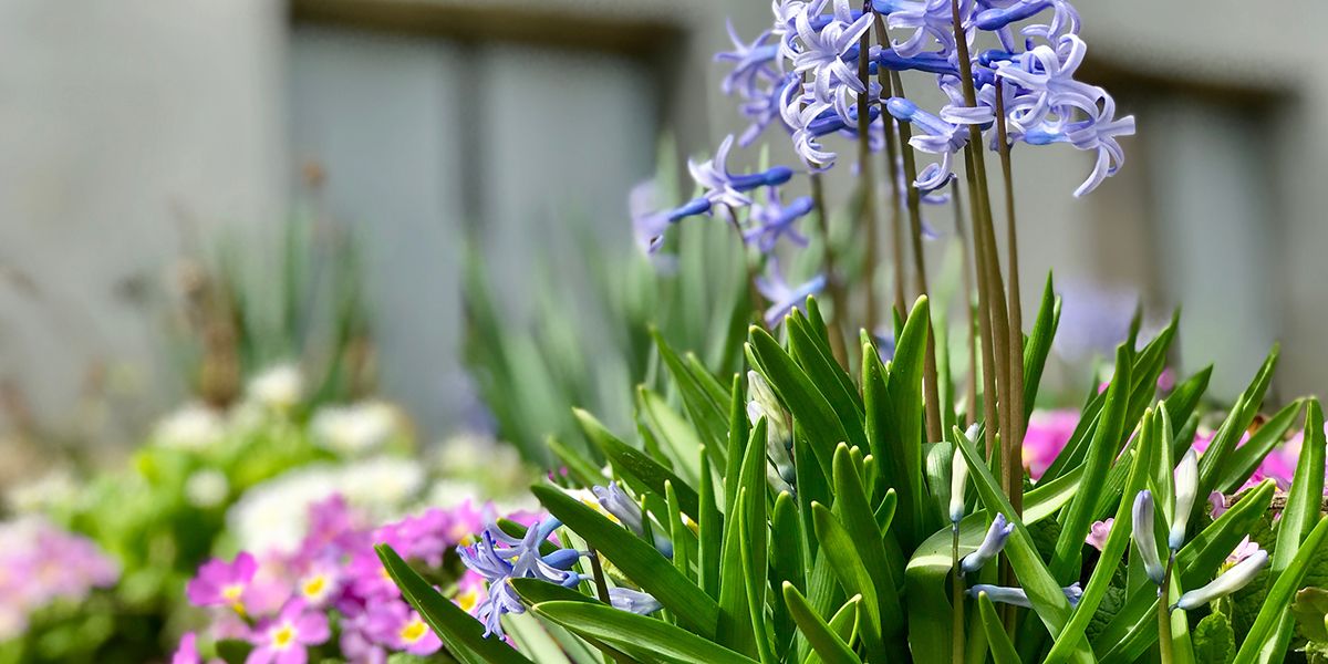 Créez un jardin printanier éclatant avec vos bulbes d'automne