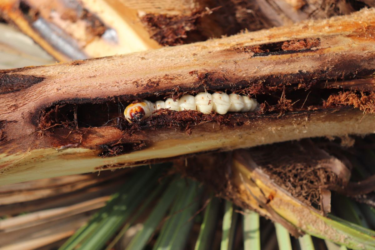 Attention au papillon du palmier : un fléau silencieux dans nos jardins