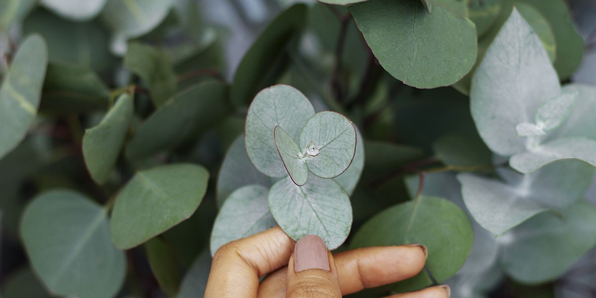 Le gommier cidre : un arbre remarquable