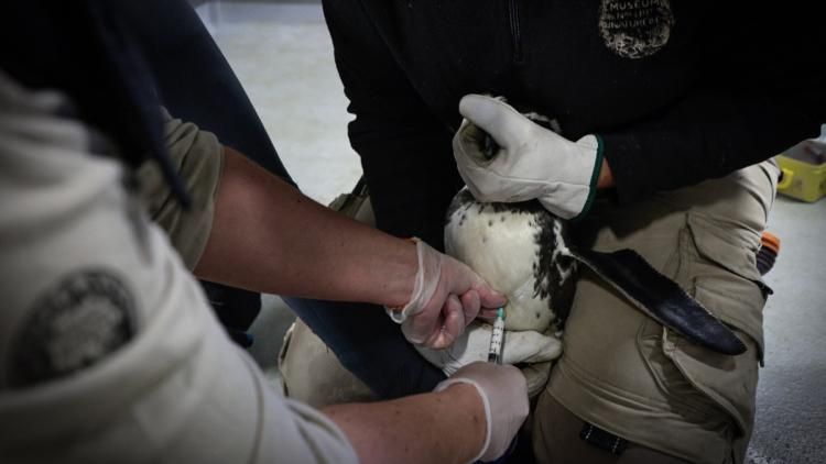 Vaccination des animaux au zoo de Paris : les mesures pour contrer la grippe aviaire