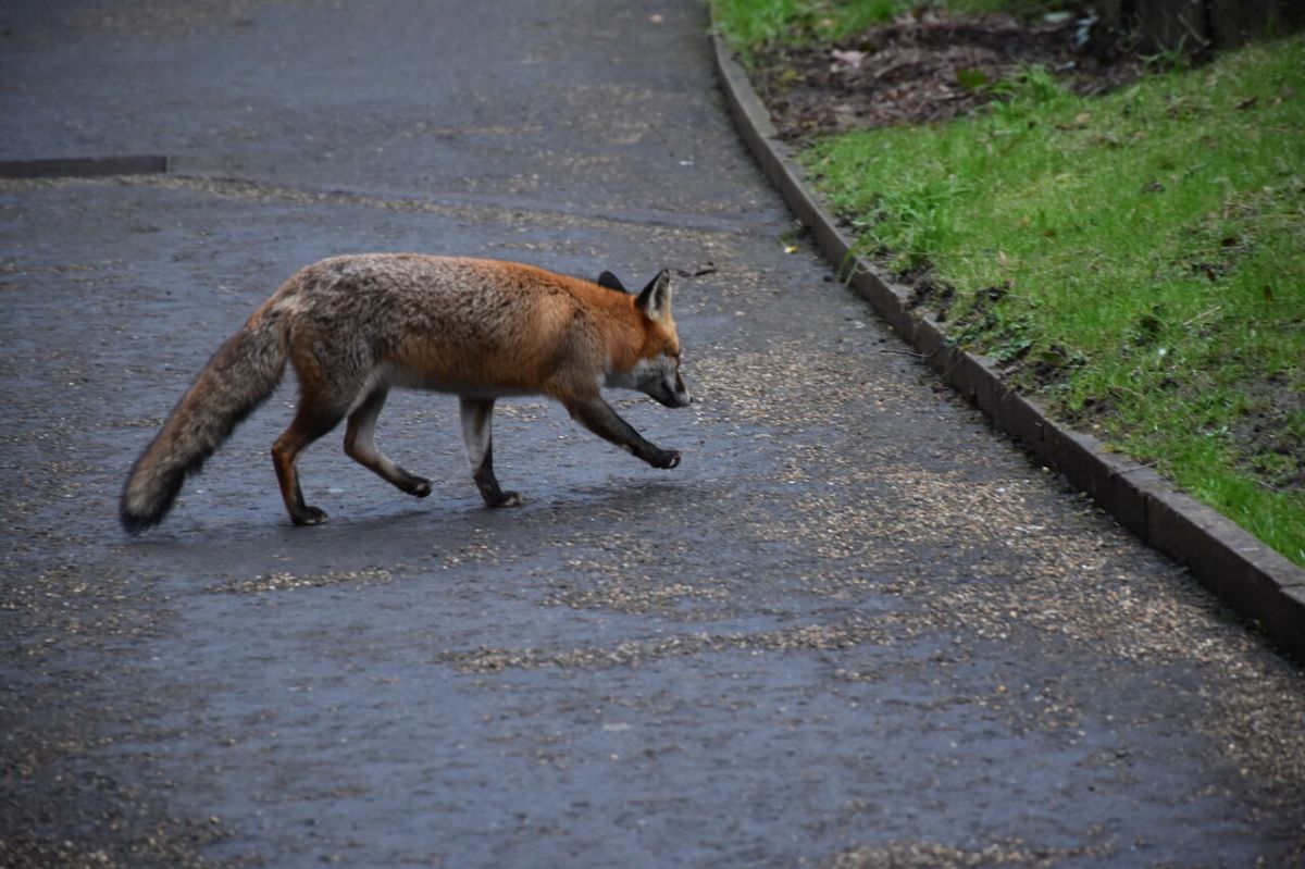 Quand la nature s'invite en ville : les animaux sauvages prennent possession des rues