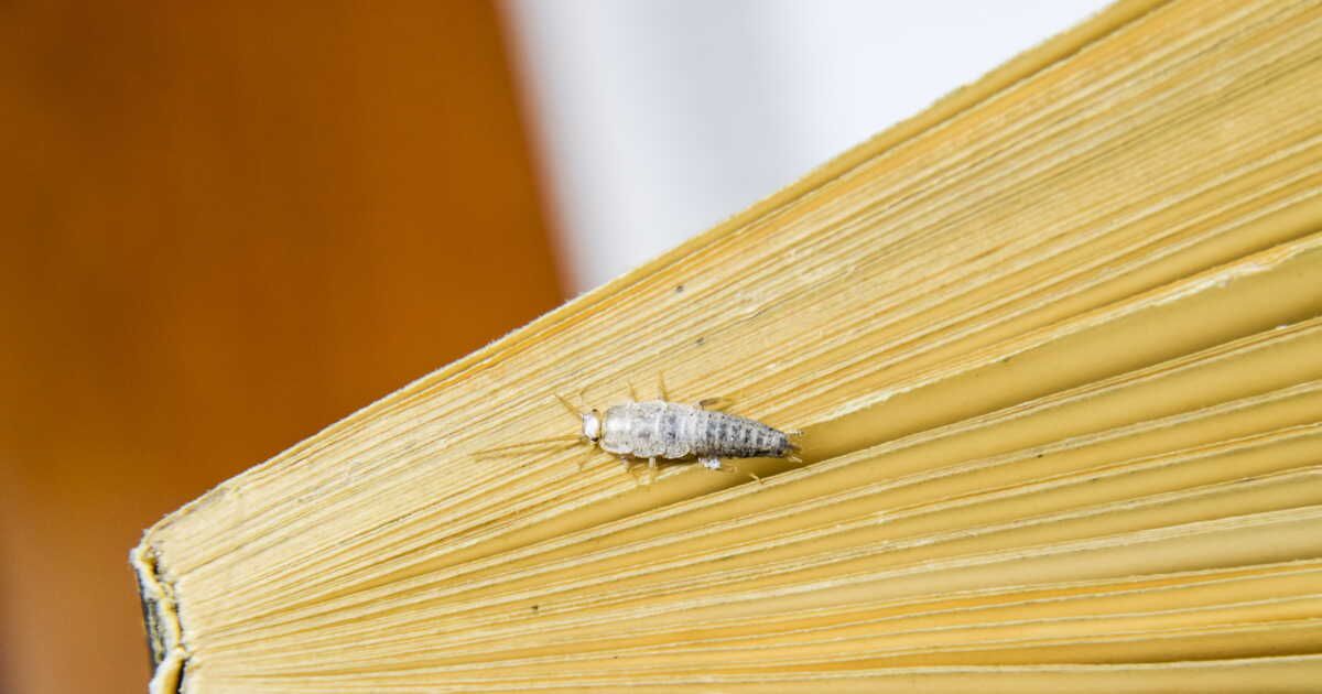 5 conseils pour éradiquer les poissons d'argent