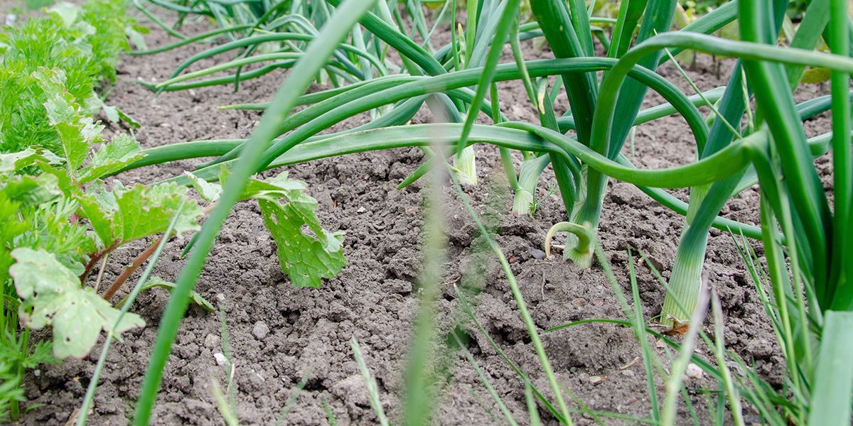 L'ail au jardin : un rempart naturel contre les nuisibles ?