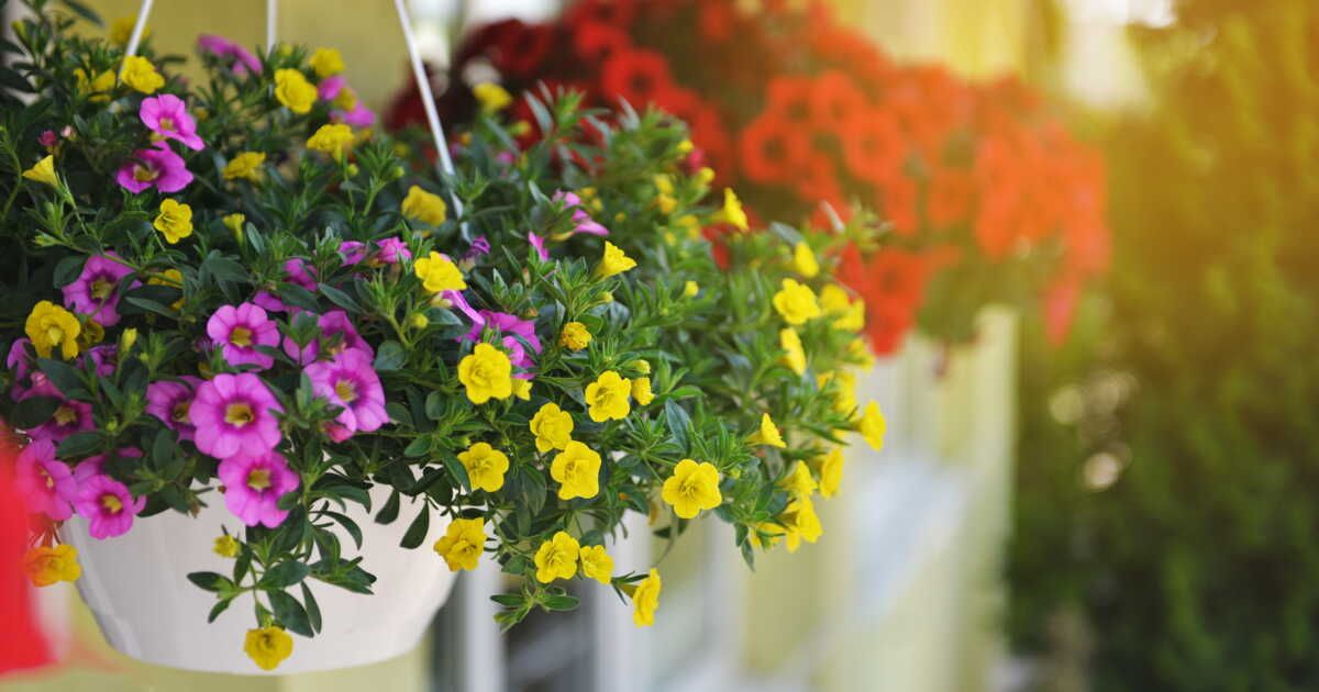 Transformez votre balcon en un havre floral