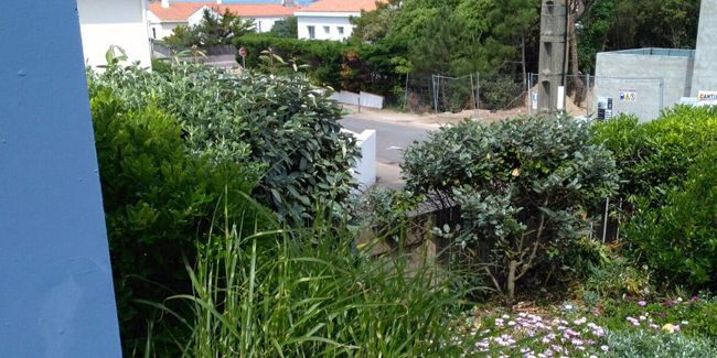Créer un jardin en bord de mer : les meilleures plantes à choisir
