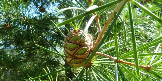 Le pin parasol du Japon : une merveille de la nature