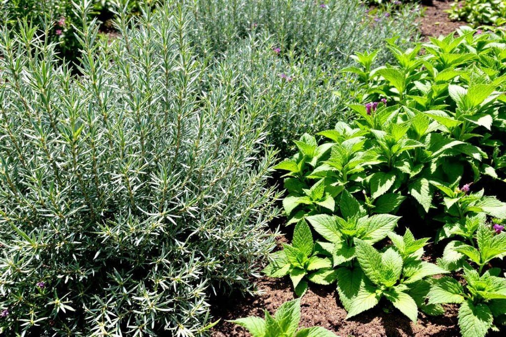 Transformez votre jardin avec ces aromatiques résistantes jusqu'à l'automne