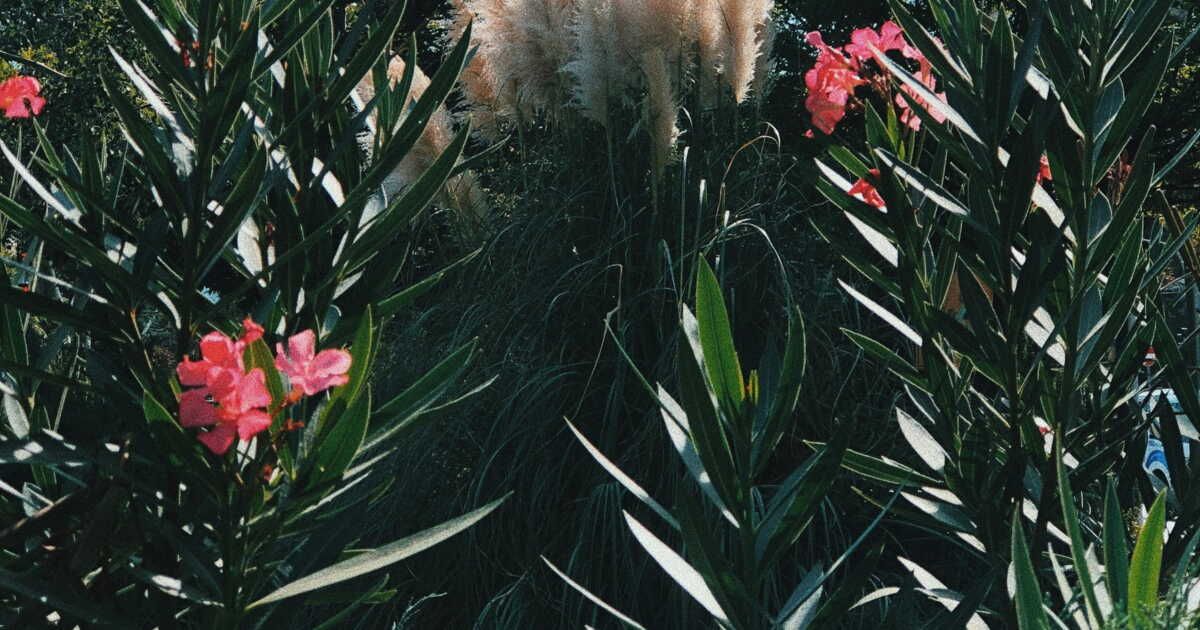 La pampa, la plante star de la déco, bientôt bannie de France