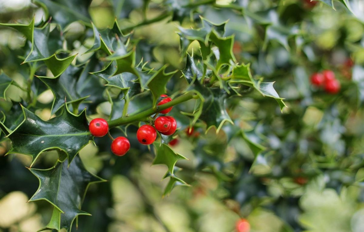 Deux randonneurs trouvent la mort en quête de gui pour Noël en Italie