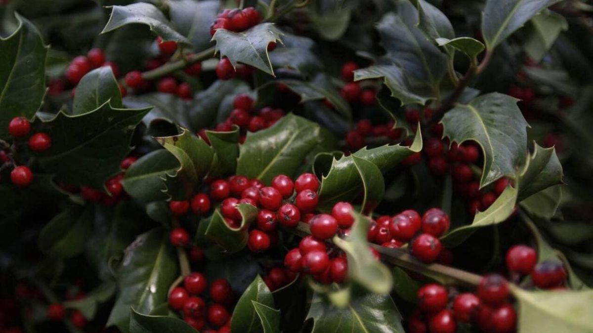 Tragédie en forêt : deux hommes trouvent la mort en quête de gui pour Noël