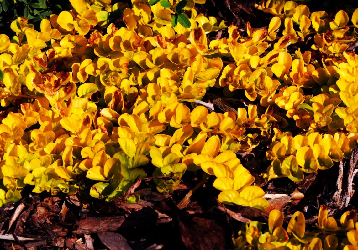 La lysimaque dorée : un trésor pour embellir et préserver votre jardin