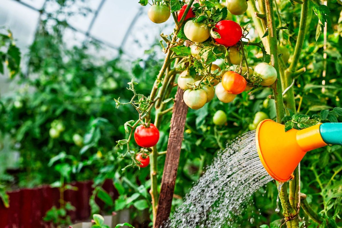 L'heure magique pour arroser vos tomates et prévenir les maladies