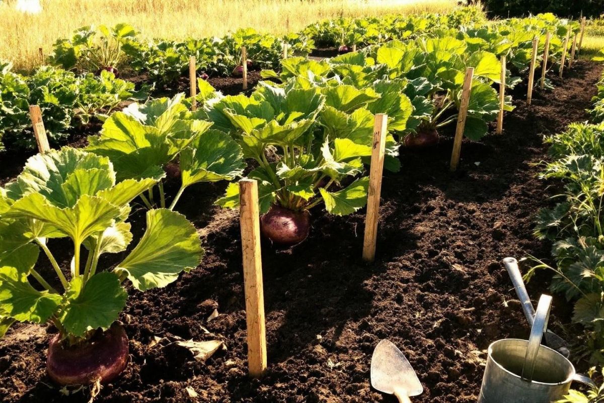 Redécouvrez le rutabaga : un légume oublié pour booster vos récoltes d'automne