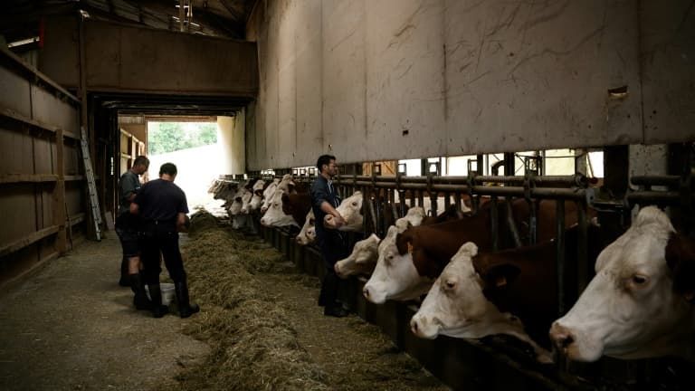 Vaccination des bovins : le gouvernement face à la controverse