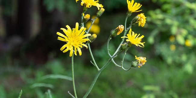 La lampsane commune : une mauvaise herbe aux multiples vertus