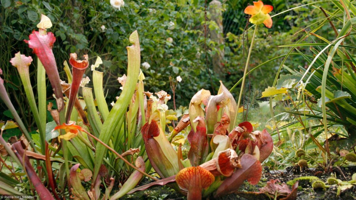 Les plantes carnivores : des merveilles fascinantes à cultiver