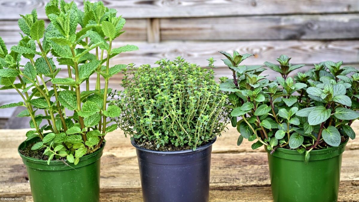 Créez votre jardin aromatique à la maison