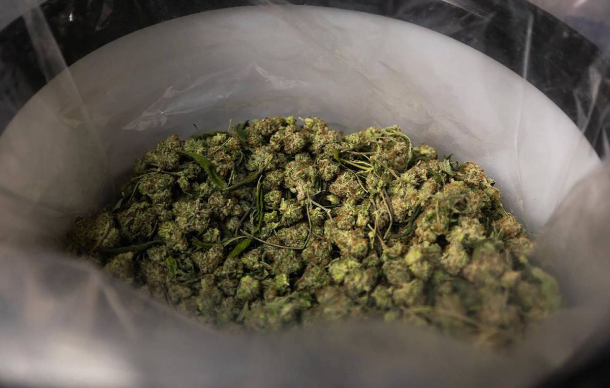 Réseau de trafic de drogue démantelé : 1,5 tonne de cannabis saisie en Yvelines