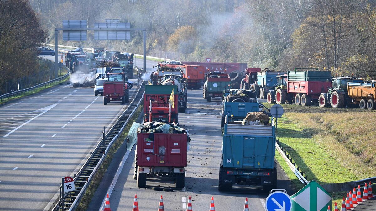 Les agriculteurs en colère : tensions croissantes autour de l'abattage controversé