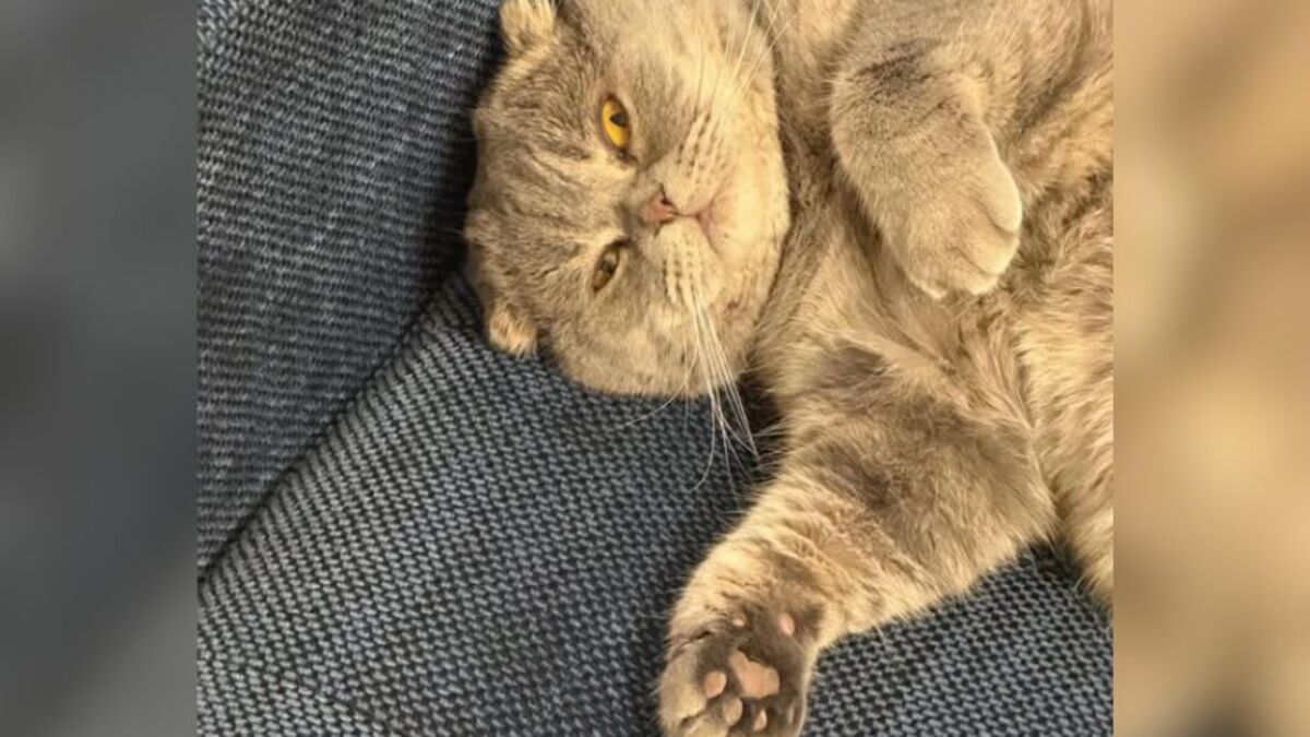 Comment Maximus, le chat du Premier ministre belge, révolutionne la communication politique