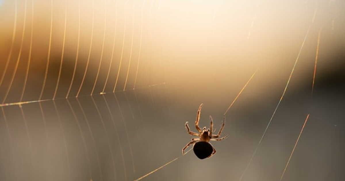Pourquoi les araignées envahissent votre maison cet automne ?