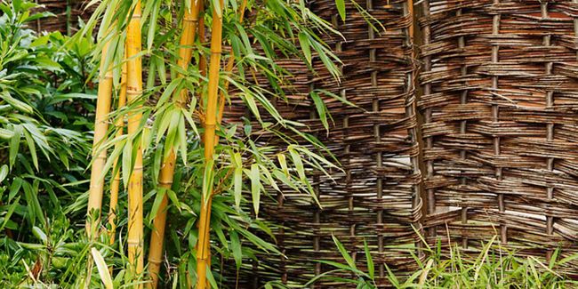 Aménager son espace avec le bambou en pot : conseils d'entretien