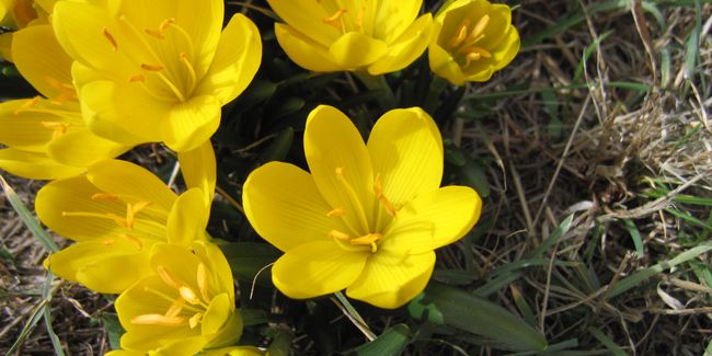 Le crocus jaune : Un bijou d’automne
