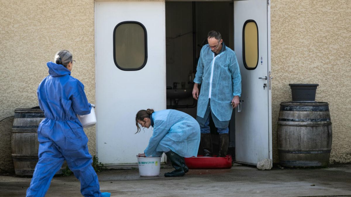 La détresse des vétérinaires face à la colère des agriculteurs