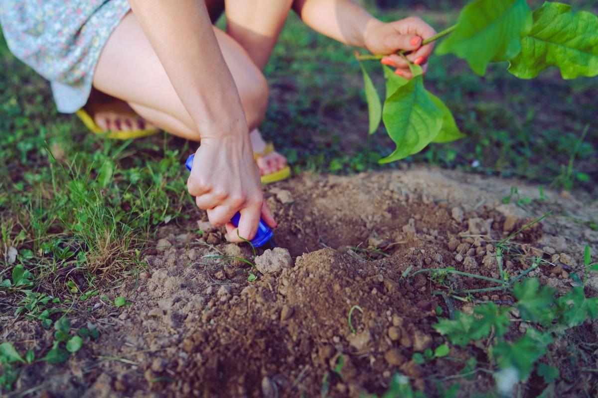 Attention à cette plante envahissante : elle pourrait bien prendre le contrôle de votre jardin