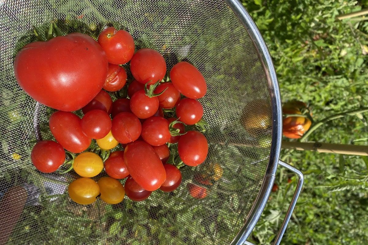 Conservez vos tomates : astuces pour un goût préservé