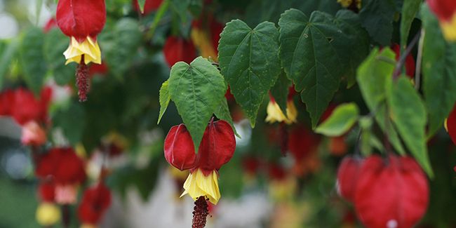Plantez l'exotisme avec l'Abutilon grimpant