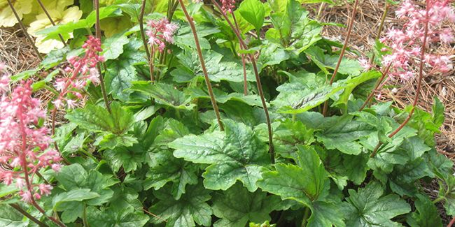 Découvrez l'heuchérelle, un hybride fascinant