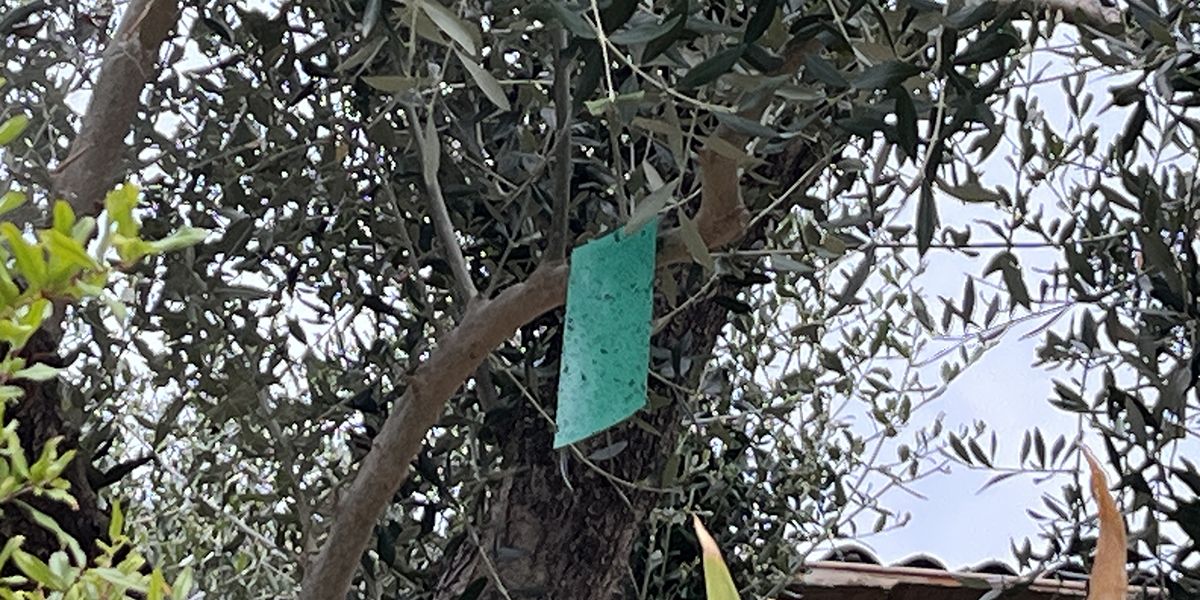 Le secret des pièges chromatiques : la lutte écoresponsable contre les insectes