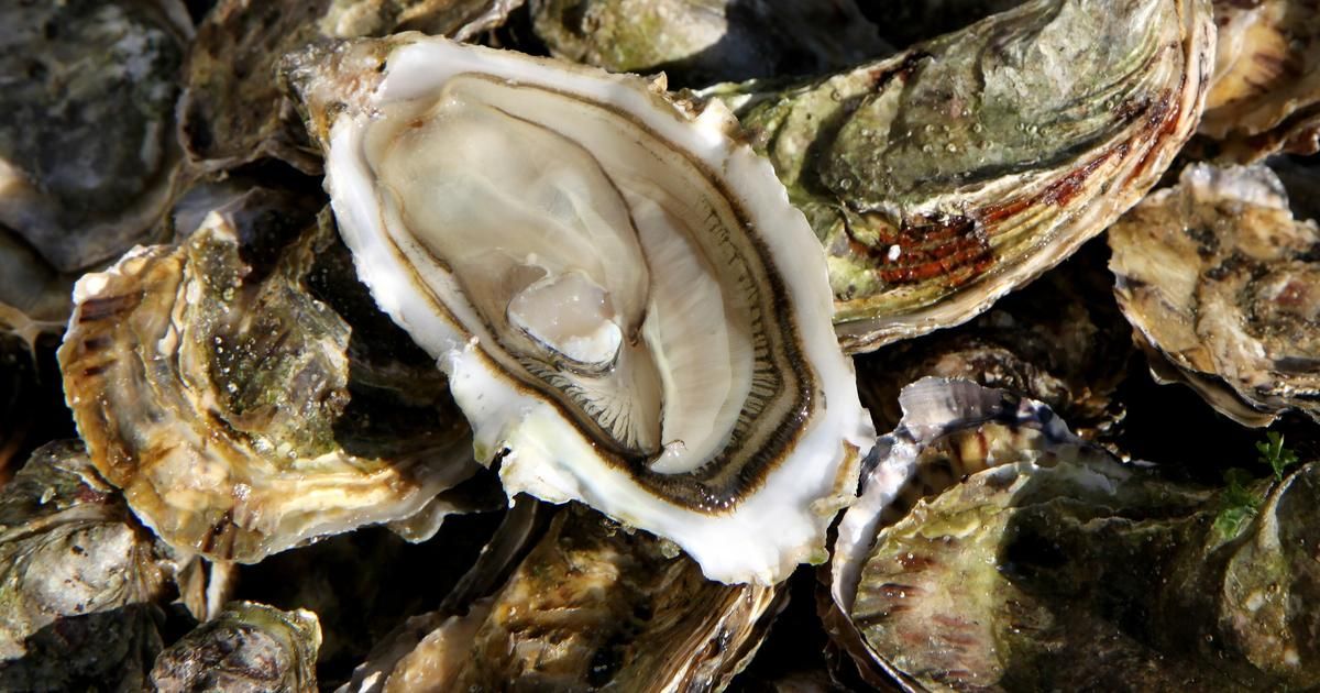 Nouvel An : une alerte sanitaire frappe les huîtres françaises
