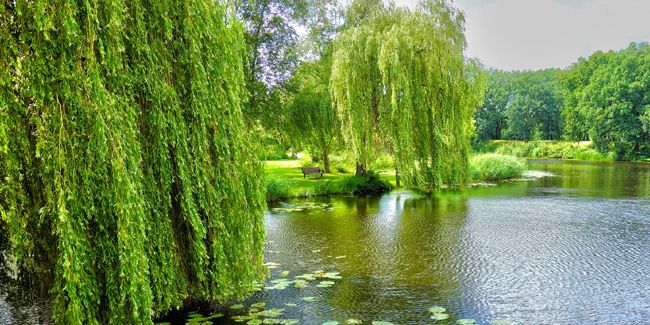 Le saule pleureur : un arbre d'élégance au bord de l'eau