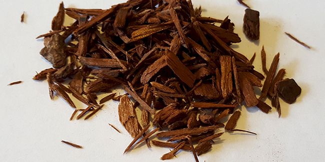 Le yohimbe : un trésor africain contre l'impuissance