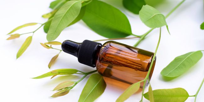 Les incroyables propriétés de l'eucalyptus