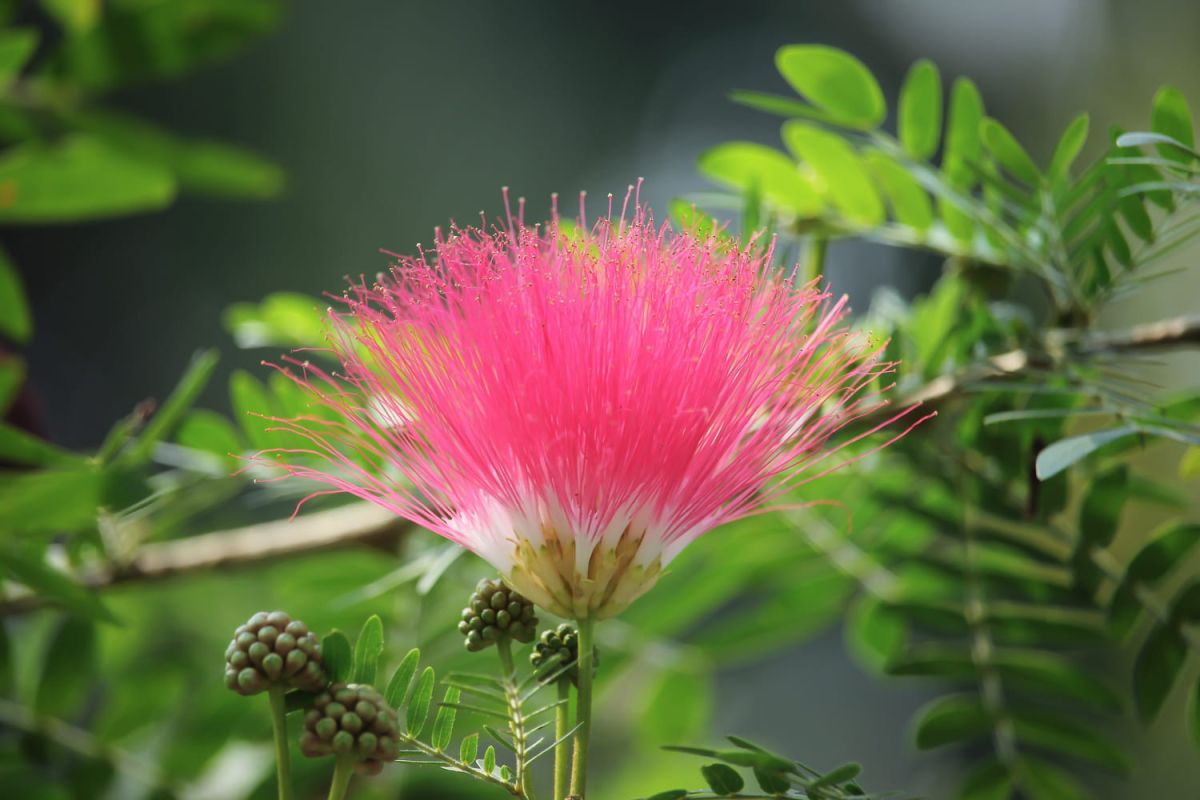Un arbuste aux couleurs éclatantes à planter dès maintenant