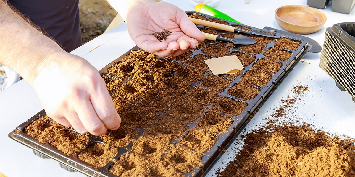 10 erreurs à éviter pour des semis réussis au jardin