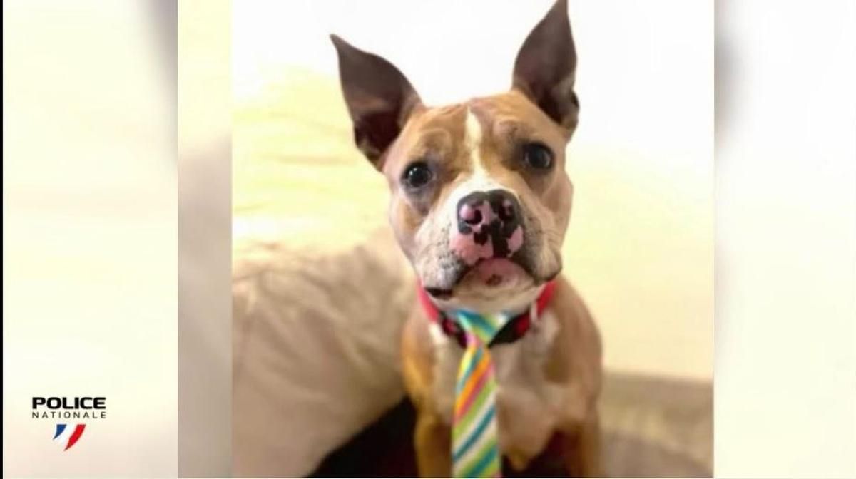 Ulysse, le Staffie maltraité, trouve un foyer chaleureux juste à temps pour Noël