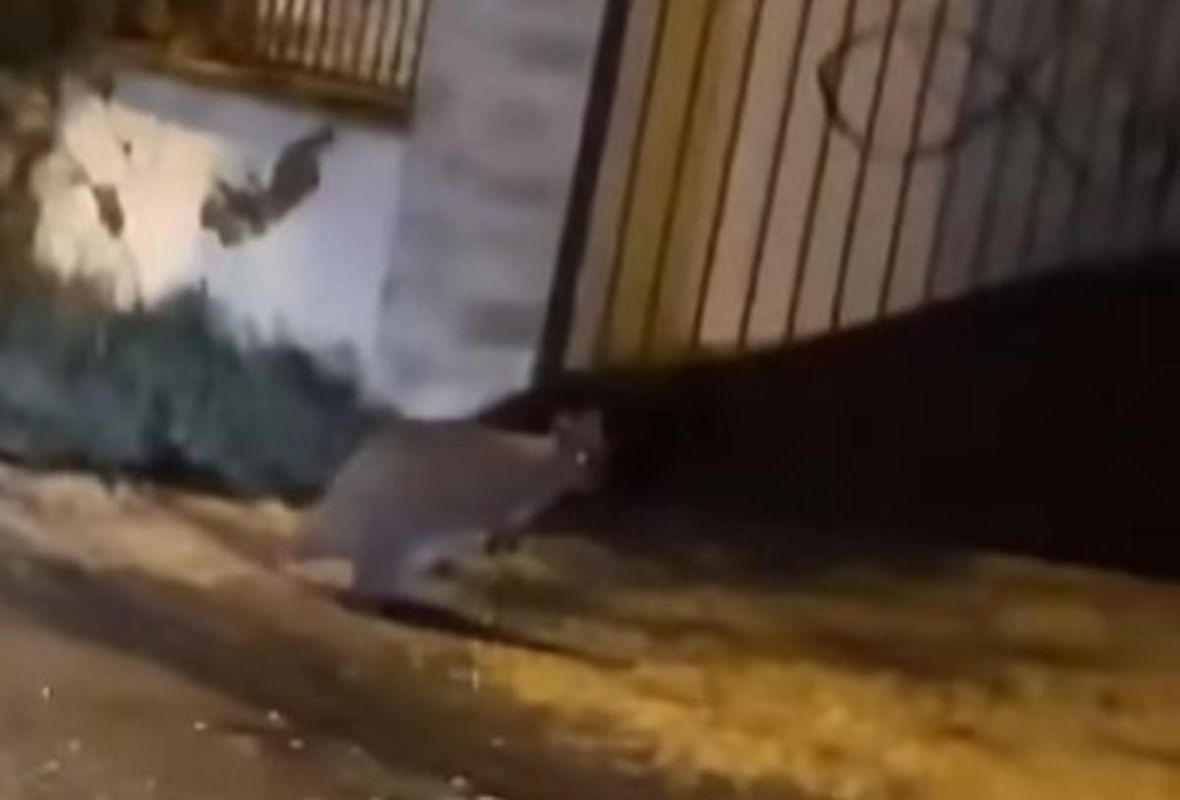 Un kangourou se promène librement dans les rues de Bordeaux