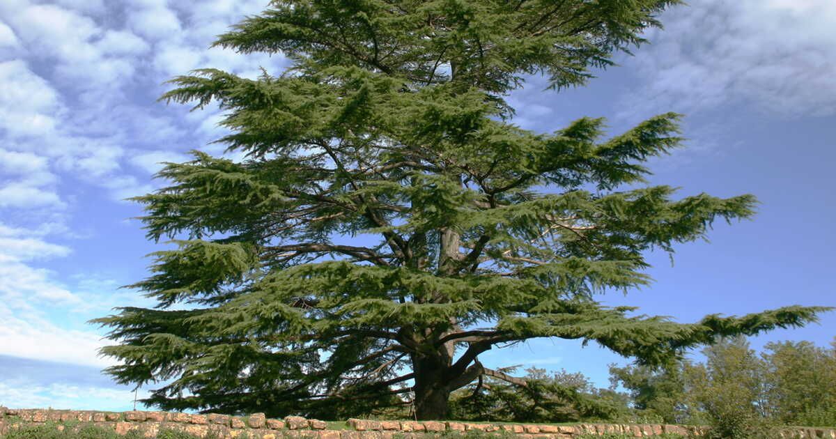 Le cèdre : un arbre aux multiples vertus dévoilé