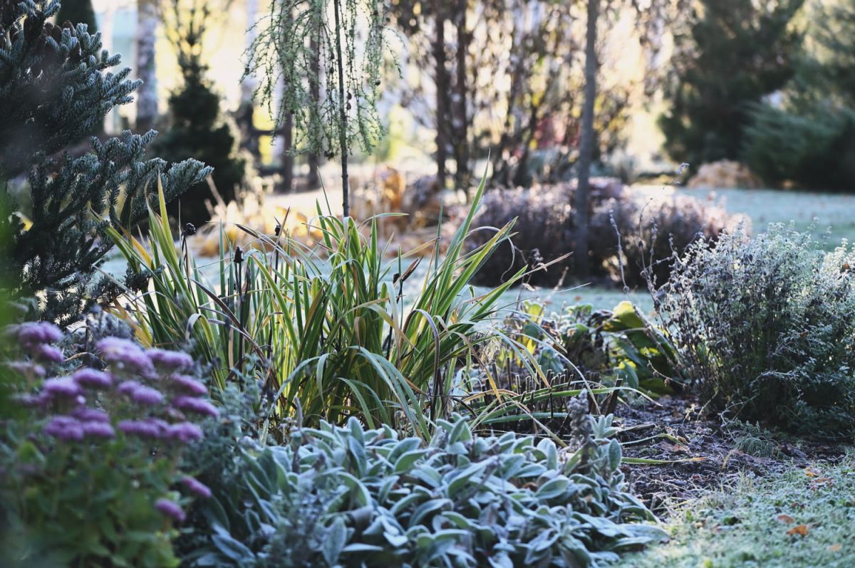 Préparez votre jardin pour l'hiver avant la première gelée