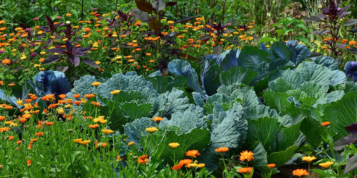 Cultivez un jardin harmonieux grâce au compagnonnage
