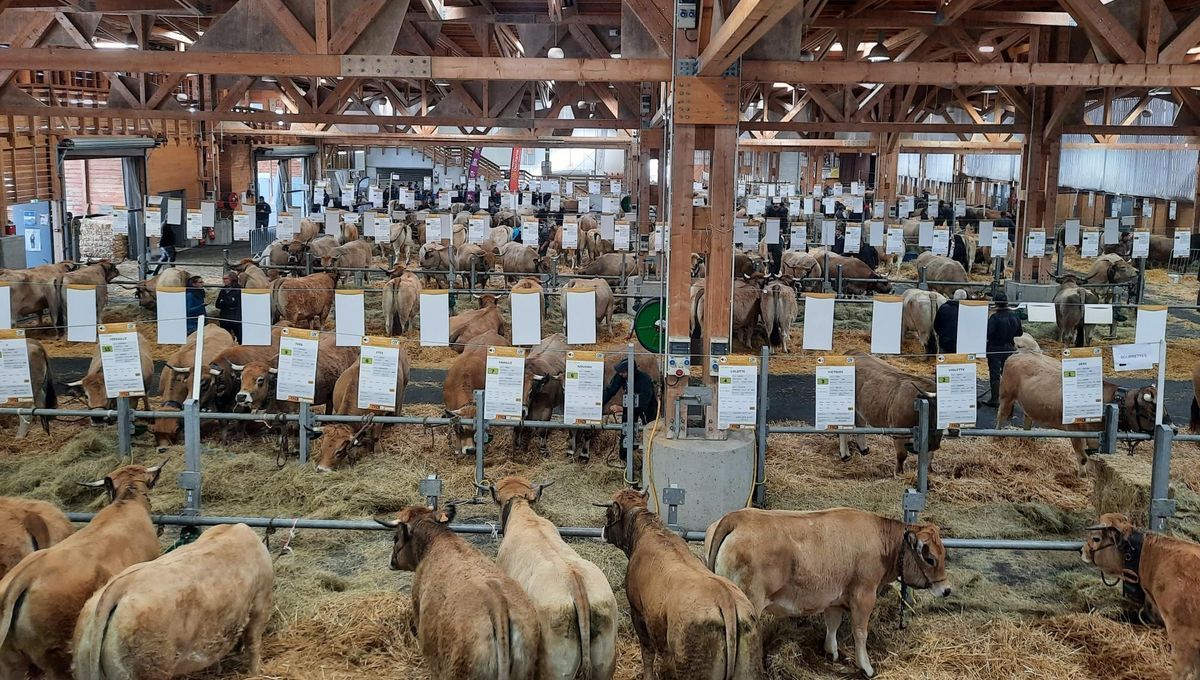 Pas de vaches au Salon de l'Agriculture 2026 : une décision prudente