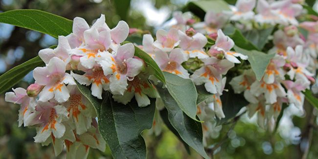Un arbuste remarquable : le dipelta florifère