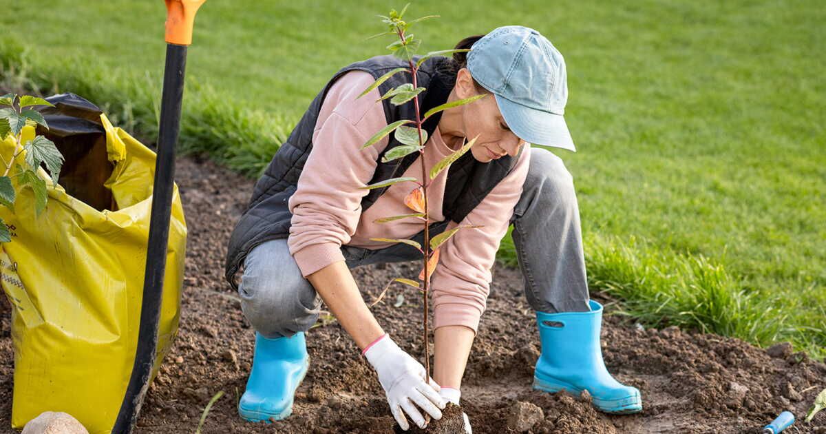 Planter au jardin : votre guide saison par saison