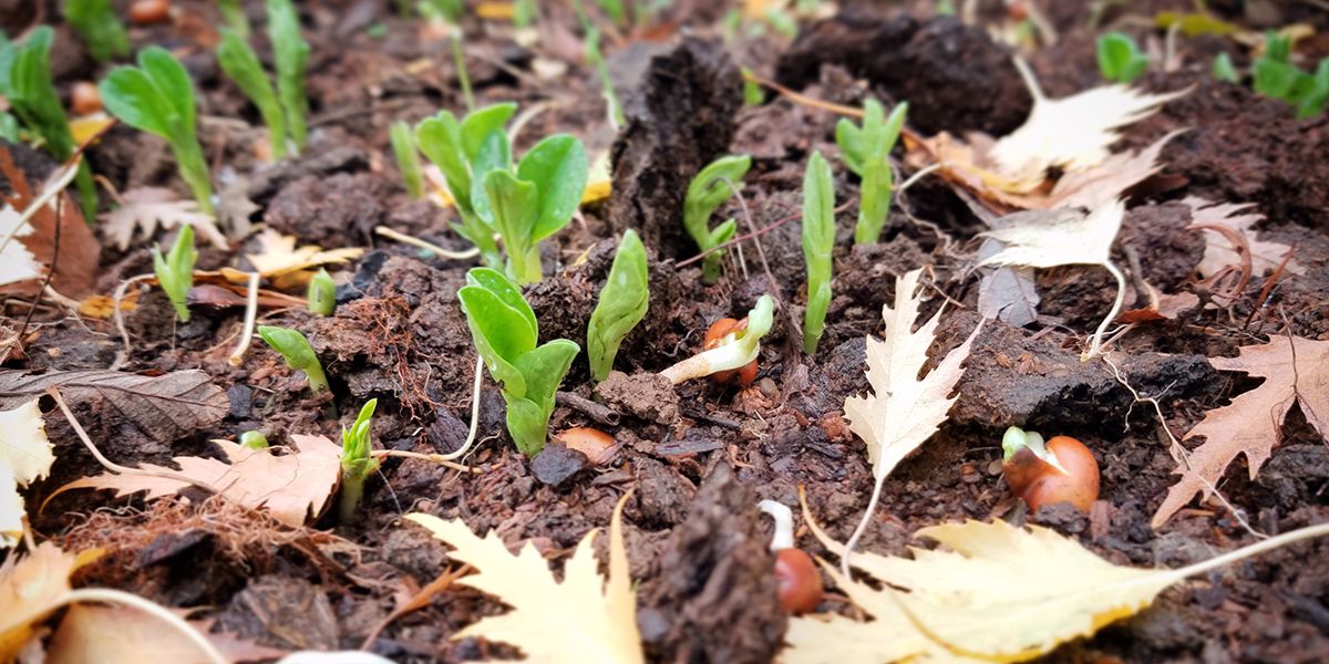 Cinq légumes à ne pas planter en automne : évitez les déceptions au jardin