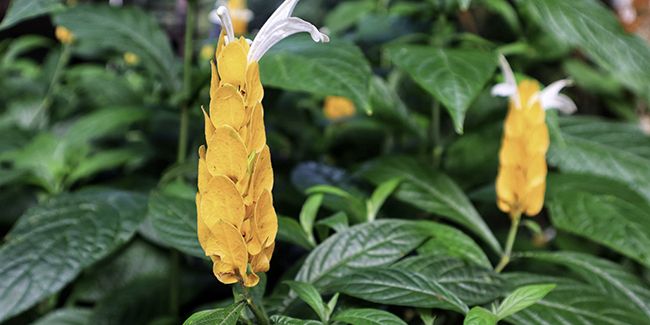 Pachystachys jaune : une plante d'intérieur fascinante